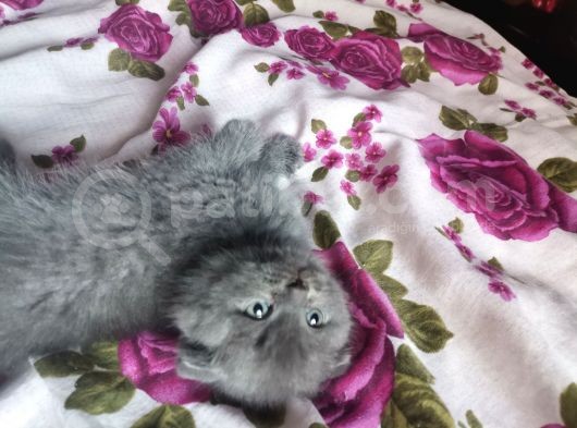 Anne Altından Full Sağlıklı görsel