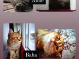 Black Golden Tabby British Shorthair Kardeşler