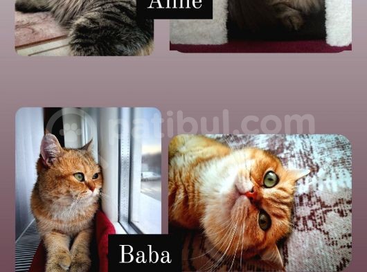 Black Golden Tabby British Shorthair Kardeşler görsel