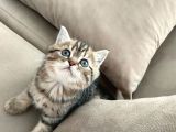 Black Golden Tabby British Shorthair Kardeşler