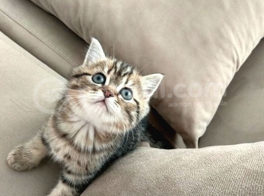 Black Golden Tabby British Shorthair Kardeşler görsel