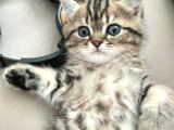 Black Golden Tabby British Shorthair Kardeşler