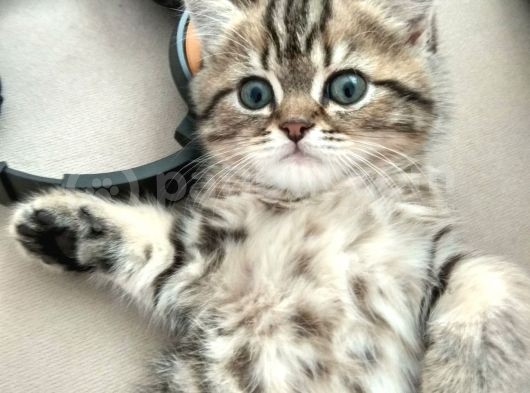 Black Golden Tabby British Shorthair Kardeşler görsel