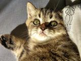 Black Golden Tabby British Shorthair Kardeşler