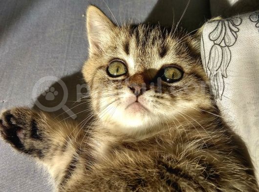 Black Golden Tabby British Shorthair Kardeşler görsel