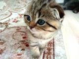 Black Golden Tabby Scottish Fold