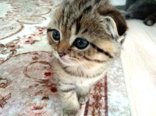 Black Golden Tabby Scottish Fold görsel