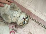 Black Golden Tabby Scottish Fold