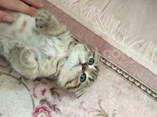 Black Golden Tabby Scottish Fold