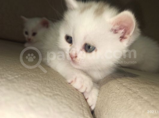Beyaz İnciler Yeni Yuvasını Arıyor görsel