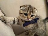 Black Golden Tabby Scottish Fold