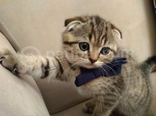 Black Golden Tabby Scottish Fold görsel