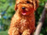 Yavru Toy Poodle Yavrularımız