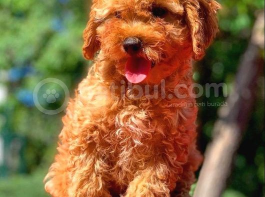 Yavru Toy Poodle Yavrularımız