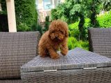 Yavru Toy Poodle Yavrularımız