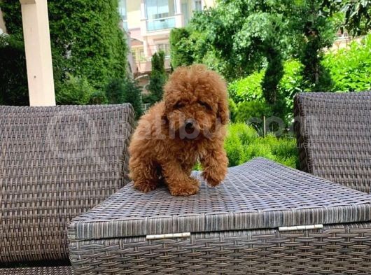 Yavru Toy Poodle Yavrularımız görsel