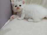 Beyaz İran Dollface Dişi Bebeğimiz