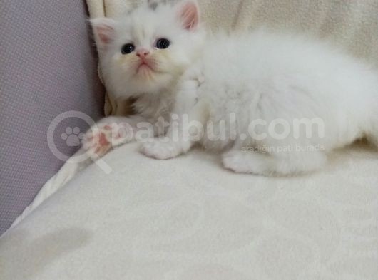 Beyaz İran Dollface Dişi Bebeğimiz görsel