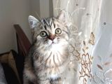 Black Golden Tabby British Shorthair Kardeşler