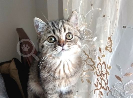 Black Golden Tabby British Shorthair Kardeşler görsel
