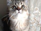 Black Golden Tabby British Shorthair Kardeşler