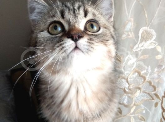 Black Golden Tabby British Shorthair Kardeşler
