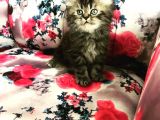 Kahve Rengi  İran Chinchilla Oğlumuz