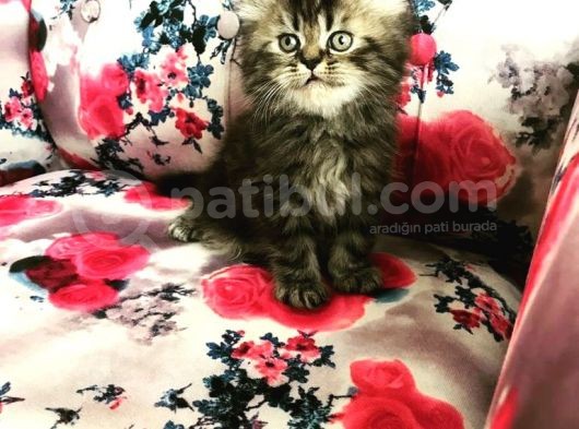 Kahve Rengi  İran Chinchilla Oğlumuz