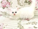 Beyaz İran Dollface Dişi Bebeğimiz