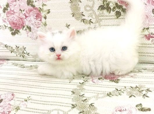 Beyaz İran Dollface Dişi Bebeğimiz