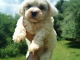 Maltese Terrier Bebeğim