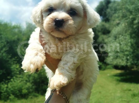 Maltese Terrier Bebeğim görsel