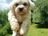 Maltese Terrier Bebeğim