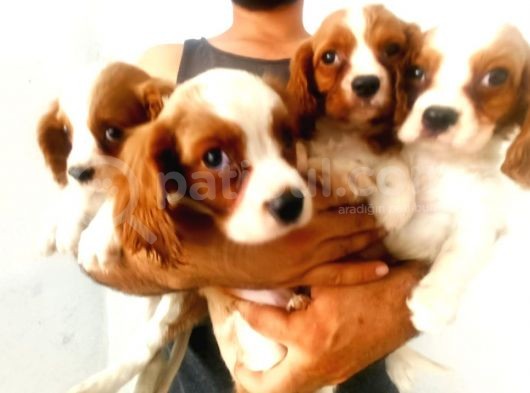 Cavalier King Charles Yavrularımız görsel