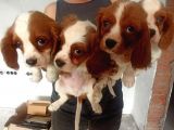 Cavalier King Charles Yavrularımız