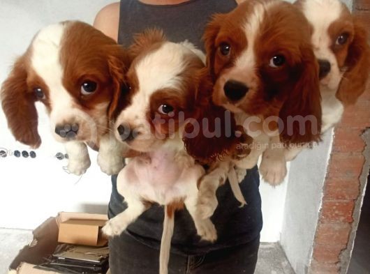 Cavalier King Charles Yavrularımız