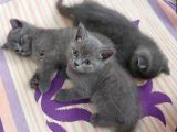 2 Aylık Saf Kan British Shorthair