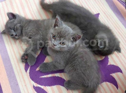 2 Aylık Saf Kan British Shorthair görsel