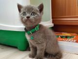 2 Aylık Saf Kan British Shorthair