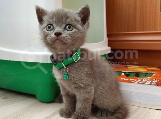 2 Aylık Saf Kan British Shorthair