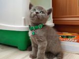2 Aylık Saf Kan British Shorthair