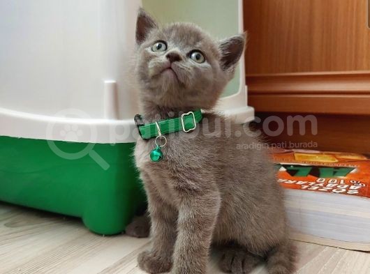 2 Aylık Saf Kan British Shorthair görsel