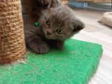 2 Aylık Saf Kan British Shorthair