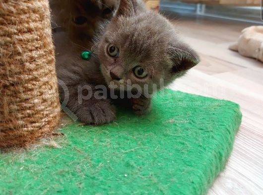 2 Aylık Saf Kan British Shorthair görsel