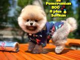 Basık Burun Ayı Surat Yarışma Adayı Safkan Boo Pomeranian