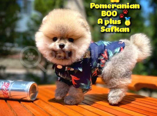 Basık Burun Ayı Surat Yarışma Adayı Safkan Boo Pomeranian