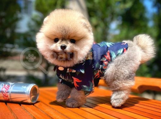 Basık Burun Ayı Surat Yarışma Adayı Safkan Boo Pomeranian görsel