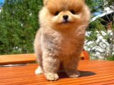 Basık Burun Ayı Surat Yarışma Adayı Safkan Boo Pomeranian