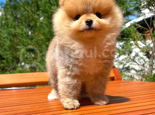 Basık Burun Ayı Surat Yarışma Adayı Safkan Boo Pomeranian görsel