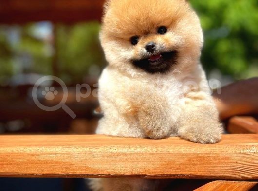 Basık Burun Ayı Surat Yarışma Adayı Safkan Boo Pomeranian görsel